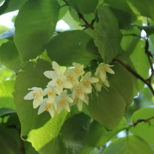 Huile essentielle aromatique New Directions - Résinoïde de benjoin (15 ml)