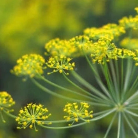 Huile essentielle aromatique New Directions - Fenouil doux (15 ml)